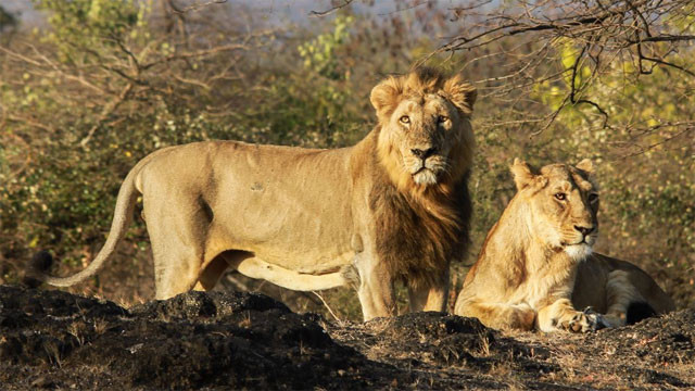 Asiatic Lions return to Barda after 144 years in historical Gujarat event