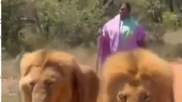 Seethakka Lion Safari video from South Africa goes viral