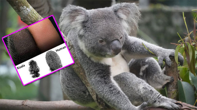 Koala and humans share this unique physical trait