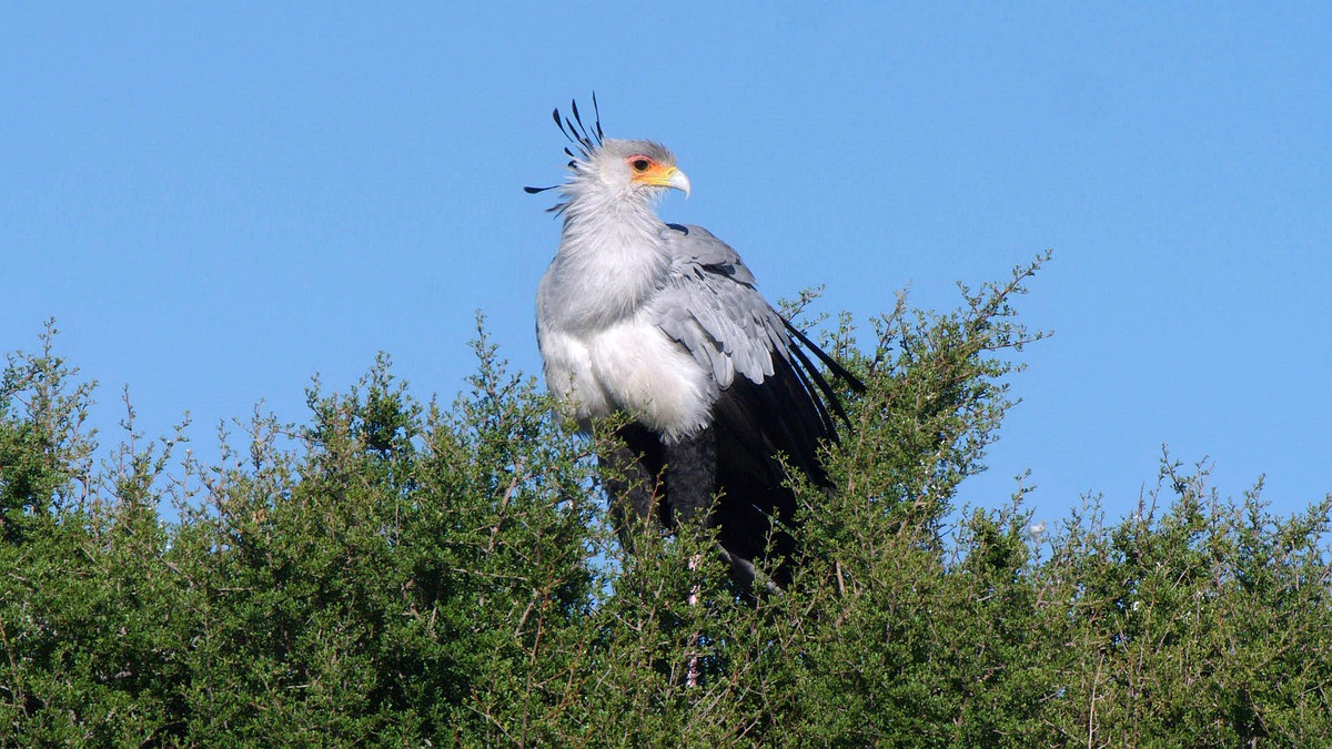 Secretary Bird The Lord Of Death For Snakes Whose Kick Shatters Their Heads