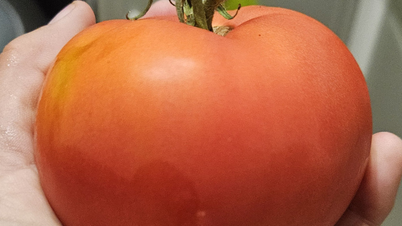 Good news for vegetarians meat tasting tomatoes are coming
