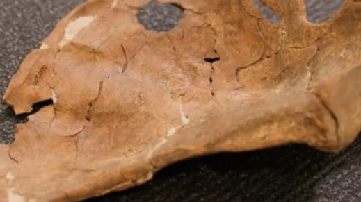 Neanderthal Murder Mystery Research Reveals 75000 Year Old Spear Attack