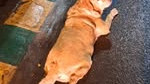 Bengaluru Fat Dog Contest Voters to decide the winner