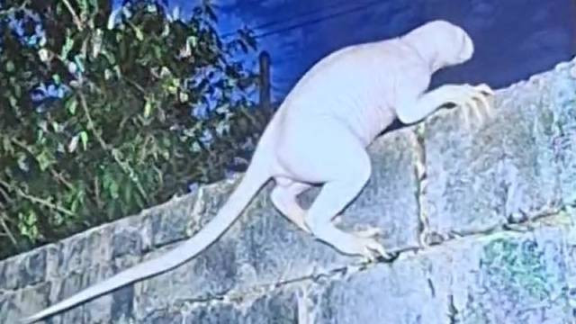 Jaime Maussan claims Demogorgon like creature hunting chickens near Mexico border