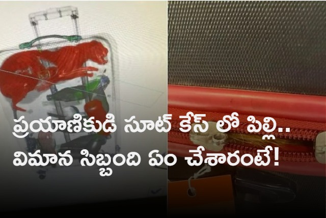 New York airport security finds cat in passengers suitcase