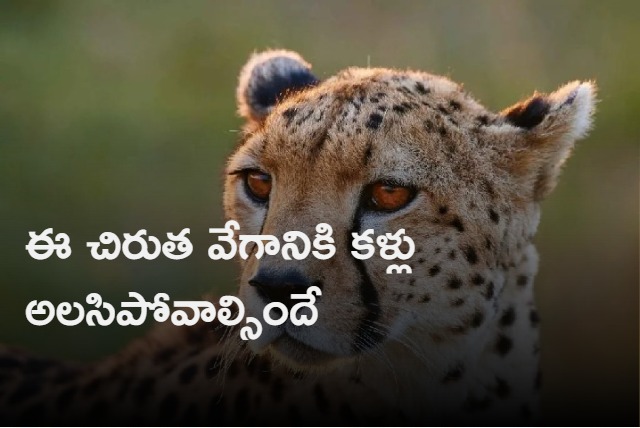 Cheetah Takes Huge Strides To Reach Top Speed Vedio Internet Mesmerised