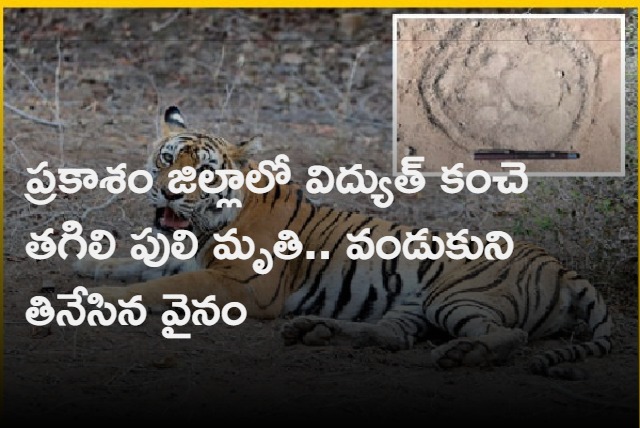 Tiger died after being hit by an electric fence some cooked and ate it