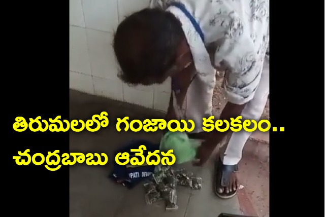 cannabis seized again in tirumala chandrababu responds