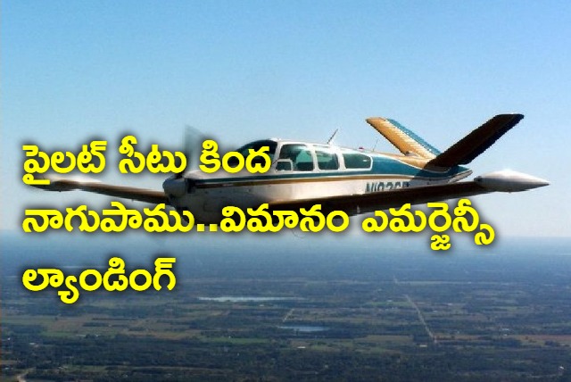 Pilot Lauded For Safe Emergency Landing After He Finds Cobra In Cockpit