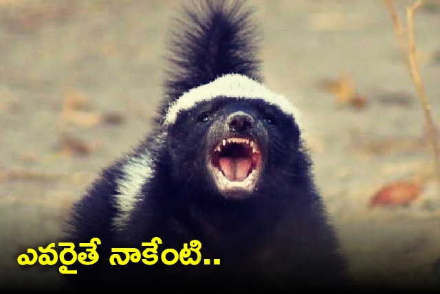 Badger fights off three leopards attacking it vedio shared by IFS officer