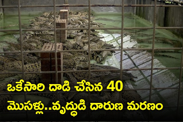 40 crocodiles kill cambodian man as he tries to collect eggs