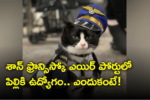 San Francisco International Airport Hired A Cat To Calm Down Nervous Flyers