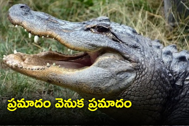 Alligator trying to hunt bird gets eaten by crocodile Watch vedio