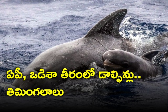 Dolphins and Whales Spotted In AP And Odisha Coast