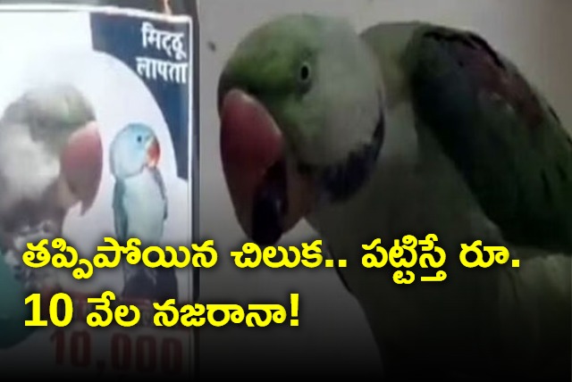 MP man puts posters for his missing parrots giving Rs 10000 Reward for who finds