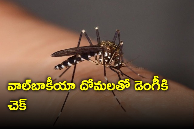 Honduras tries ending dengue with wolbachia mosquitoes