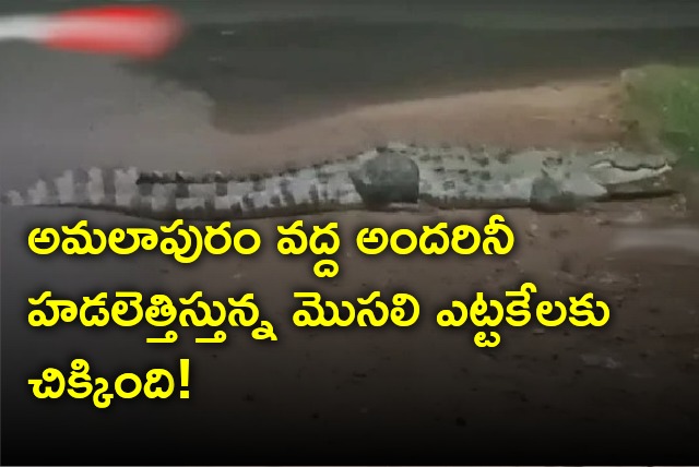 Crocodile that causes fear in Amalapuram region caught