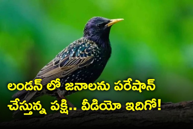 Bird Perfectly Mimics Police Siren Video Goes Viral On Internet