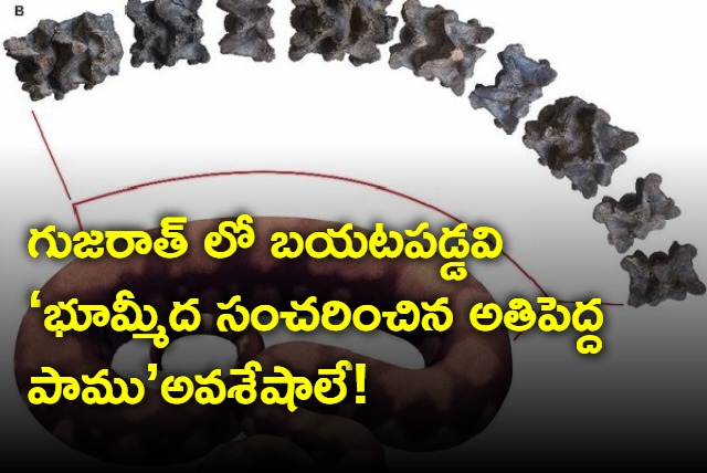 scientsists found fossil of largest snake ever existed in gujarat 