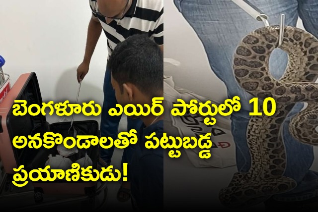 Passenger from Bangkok arrested with 10 yellow anacondas at Bengaluru airport