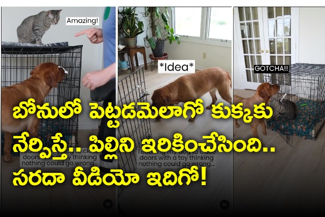 man teaches dog how to close cage dog catches cat in it