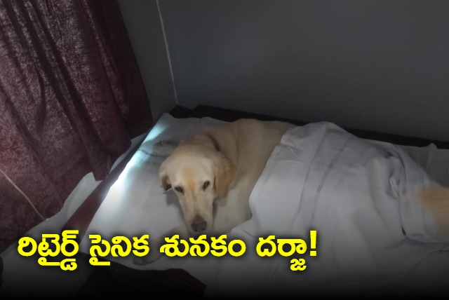 Retired Army Dog FirstClass Journey to Retirement Home Wins Hearts Online