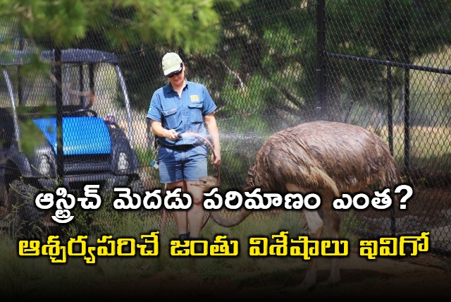 Some Interesting facts about the animal Which live on the earth