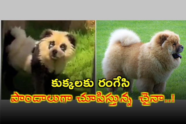 Chinese Zoo Admits Painting Dogs As Pandas To Attract Tourists