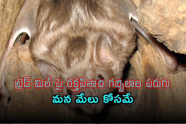 Bloodthirsty bats on the treadmill for our own good why like this