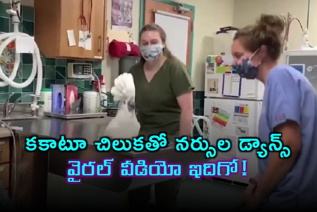 nurses dance with Cockatoo viral video here it is
