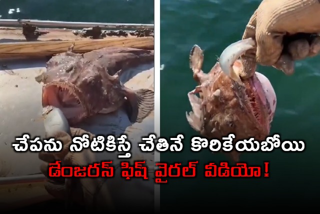 When try to feed fish it grabbed hand Dangerous fish viral video