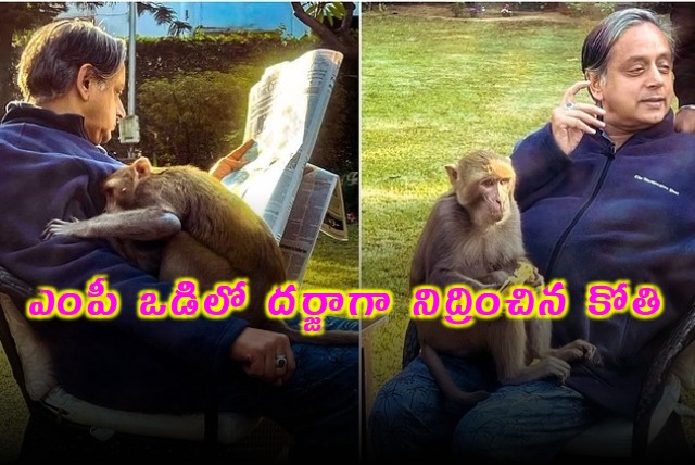 Shashi Tharoor Shares Heartwarming Encounter With Monkey In His Garden