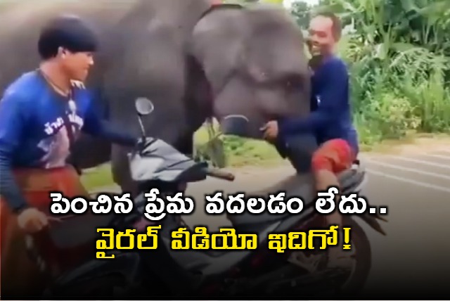 elephant refuses to let the man who raised him leave