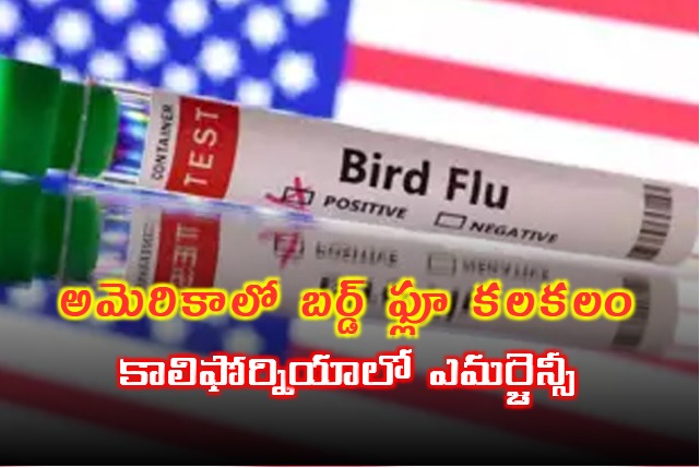 California declares state of emergency after bird flu infections