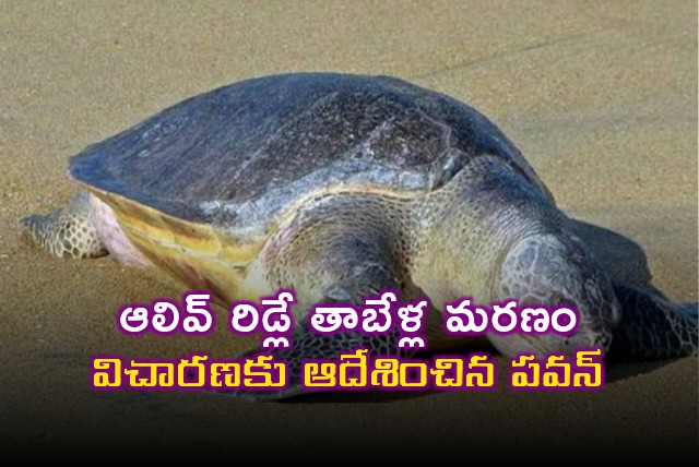 Pawan Kalyan responds on Olive Ridley turtles deaths in Kakinada shores 