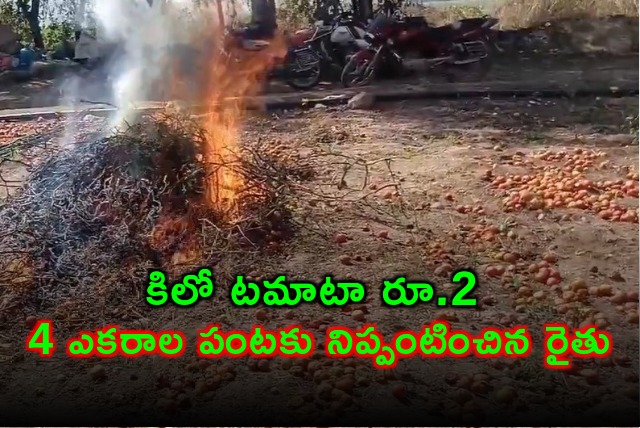 Farmer sets fire to tomato crop over abysmally low prices in Medak