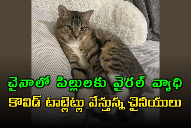 A new virus Feline Infectious Peritonitis for cats in China