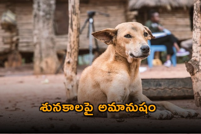 20 stary dogs killed in Sanga Reddy district by throwing from bridge