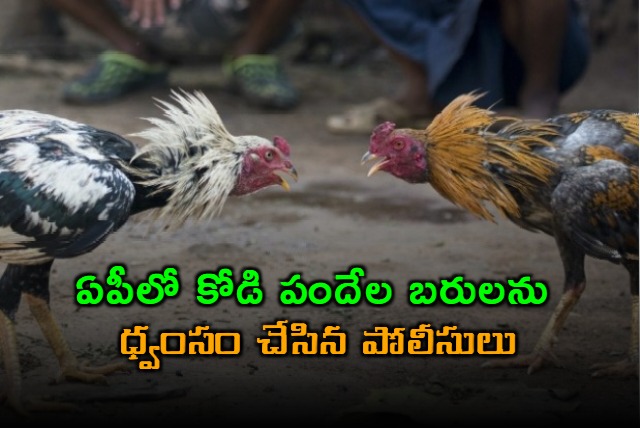 Cockfight crackdown in Godavari districts