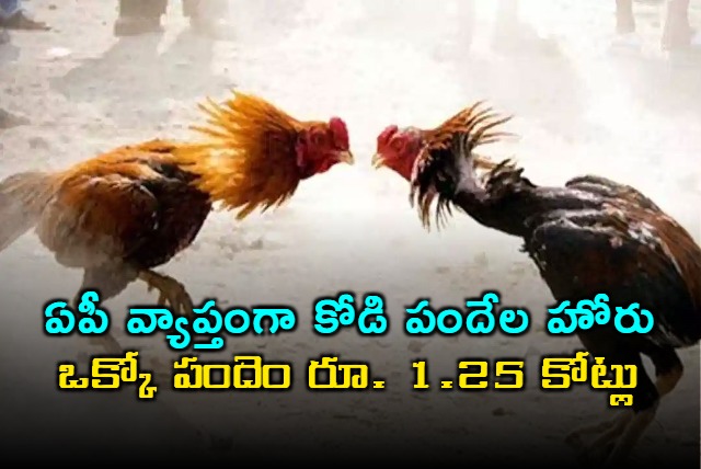 Cock fight in Andhra Pradesh crores of rupees transferred 