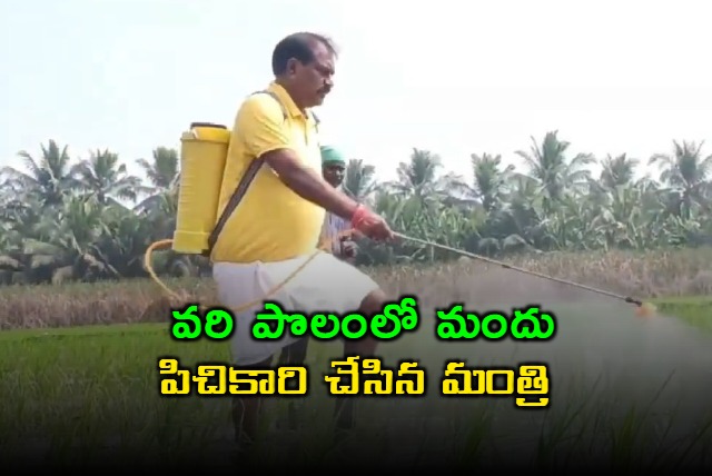 Palakollu MLA And Minister Nimmala Ramanaidu In Agriculture Work