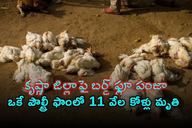 Bird Flu in Andhra Pradesh