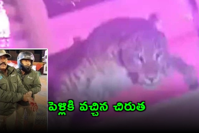 Leopard guests in wedding ceremony in Lucknow