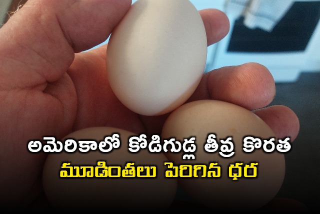 US Egg Prices Reach 45 Year High as Bird Flu Intensifies