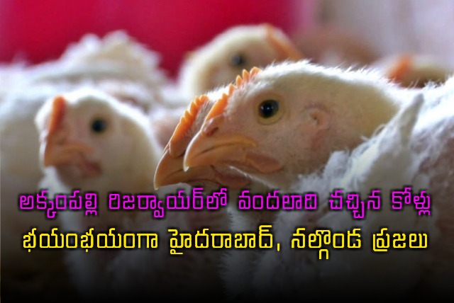 Dead chickens dumped in Akkampalli reservoir amid bird flu concerns