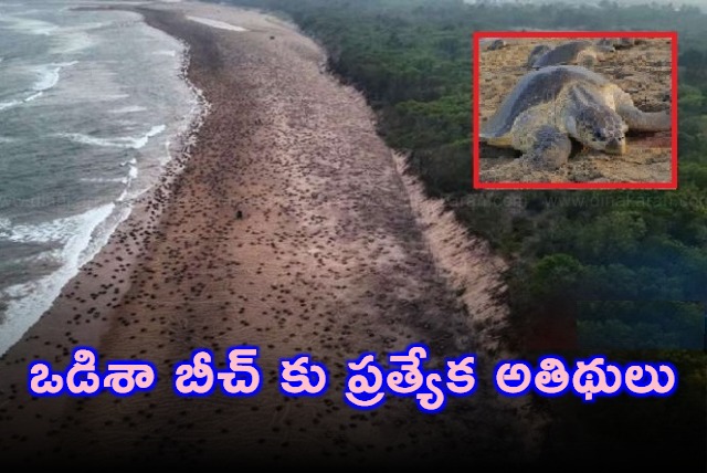 Odisha sets new record as 7 lakh Olive Ridley Turtles arrive at the coast for nesting