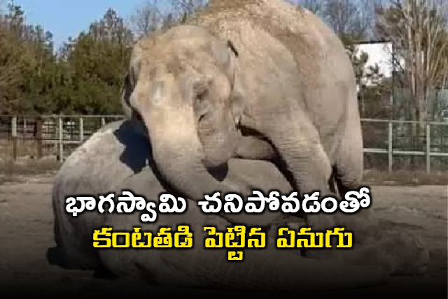 Retired circus elephant seen mourning and trying to comfort her partner