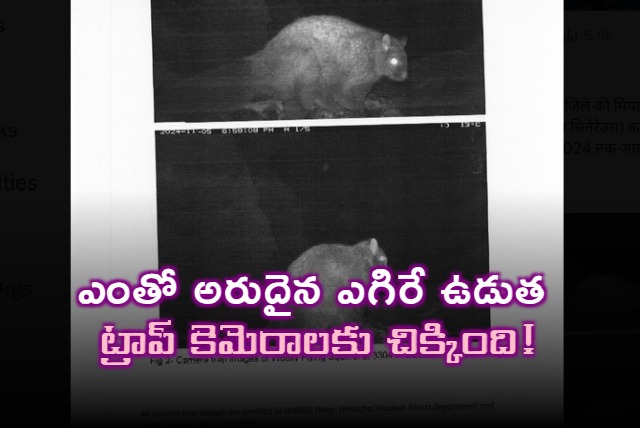Extinct Himalayan Flying Squirrel Rediscovered