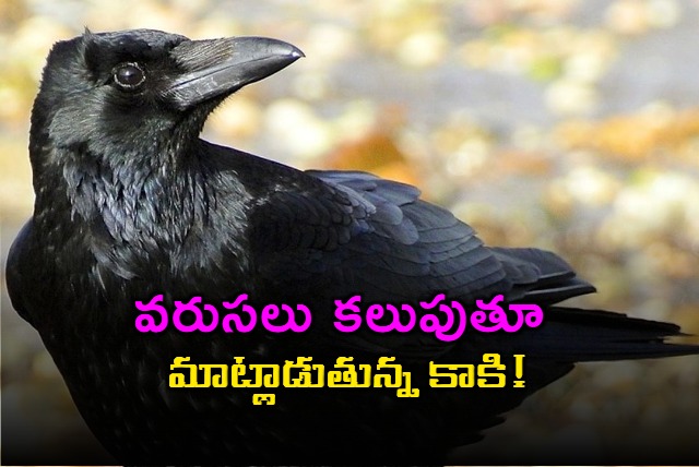 Talking Crow in Maharashtra Video Goes Viral