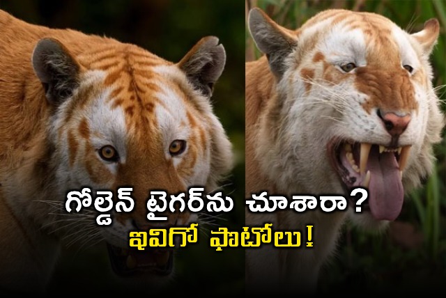 Golden Tiger Sighting in Kaziranga National Park